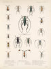 Insectes Coléoptères Pl 211 - Frederick Du Cane Godman — artwork view
