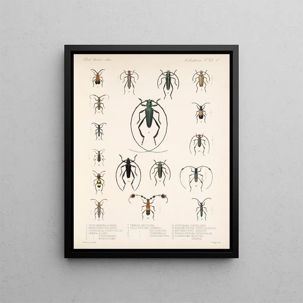 Insectes Coléoptères Pl 211 - Frederick Du Cane Godman — framed artwork on a wall