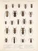 Insectes Coléoptères Pl 214 - Frederick Du Cane Godman — artwork view