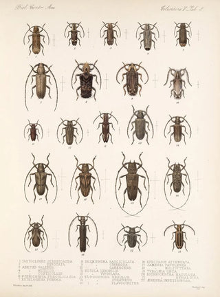 Frederick DuCane Godman - Insecta Coleoptera Pl 214.webp