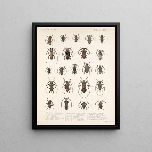 Insectes Coléoptères Pl 214 - Frederick Du Cane Godman — framed artwork on a wall