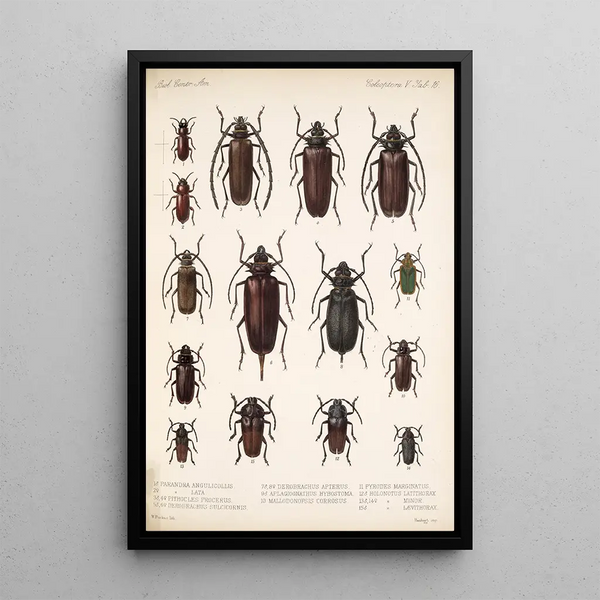 Insecta Coleoptera Pl 222 - Frederick DuCane Godman — framed artwork on a wall
