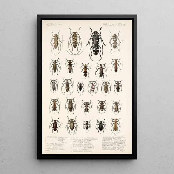 Insecta Coleoptera Pl 228 - Frederick DuCane Godman — framed artwork on a wall