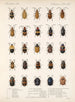 Insectes Coléoptères Pl 234 - Frederick Du Cane Godman — artwork view