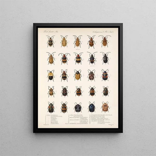 Insectes Coléoptères Pl 234 - Frederick Du Cane Godman — framed artwork on a wall