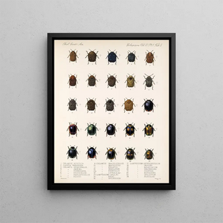 Frederick DuCane Godman - Insecta Coleoptera Pl 237.webp