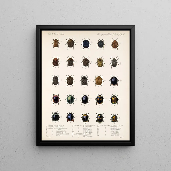 Insectes Coléoptères Pl 237 - Frederick Du Cane Godman — framed artwork on a wall