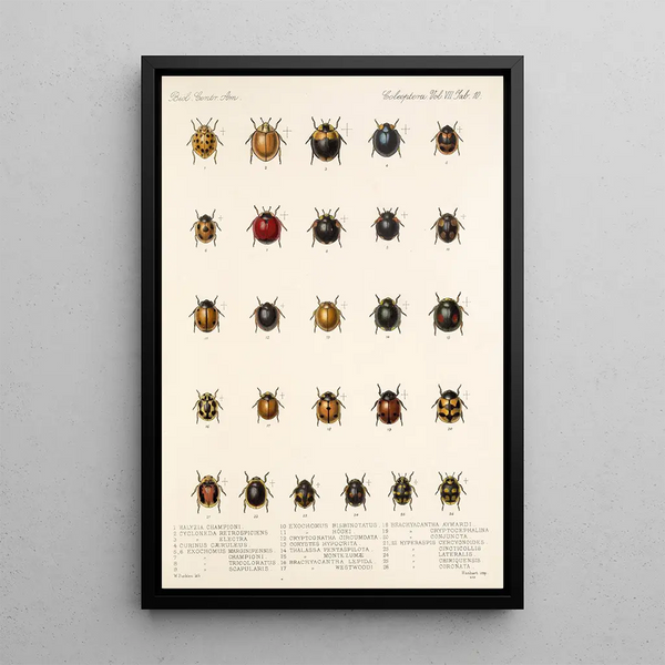 Insecta Coleoptera Pl 298 - Frederick DuCane Godman — framed artwork on a wall