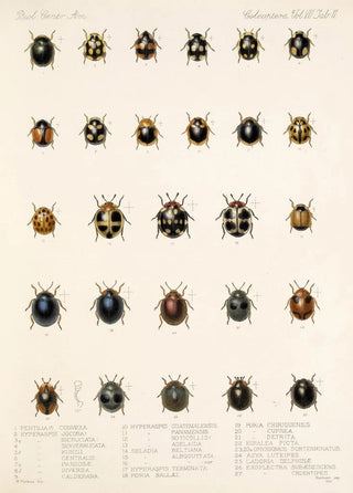 Frederick DuCane Godman - Insecta Coleoptera Pl 299.webp