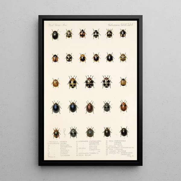 Insecta Coleoptera Pl 299 - Frederick DuCane Godman — framed artwork on a wall