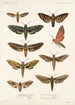 Insecta Lepidoptera Heterocera Pl 001 - Frederick DuCane Godman — artwork view