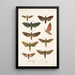 Insecta Lepidoptera Heterocera Pl 001 - Frederick DuCane Godman — framed artwork on a wall