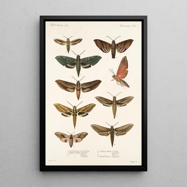 Insecta Lepidoptera Heterocera Pl 001 - Frederick DuCane Godman — framed artwork on a wall