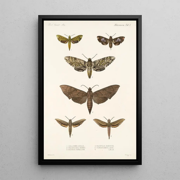 Insecta Lepidoptera Heterocera Pl 002 - Frederick DuCane Godman — framed artwork on a wall