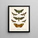 Insectes Lépidoptères Hétérocères Pl 003 - Frederick Du Cane Godman — framed artwork on a wall