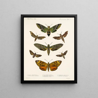 Frederick DuCane Godman - Insecta LepidopteraHeterocera Pl 003.webp