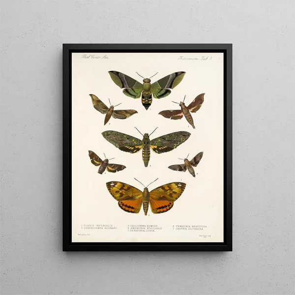 Insectes Lépidoptères Hétérocères Pl 003 - Frederick Du Cane Godman — framed artwork on a wall