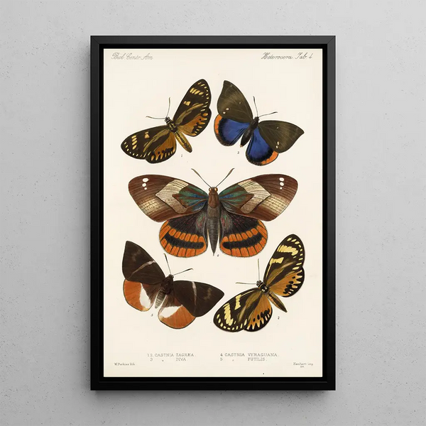 Insecta Lepidoptera Heterocera Pl 004 - Frederick DuCane Godman — framed artwork on a wall