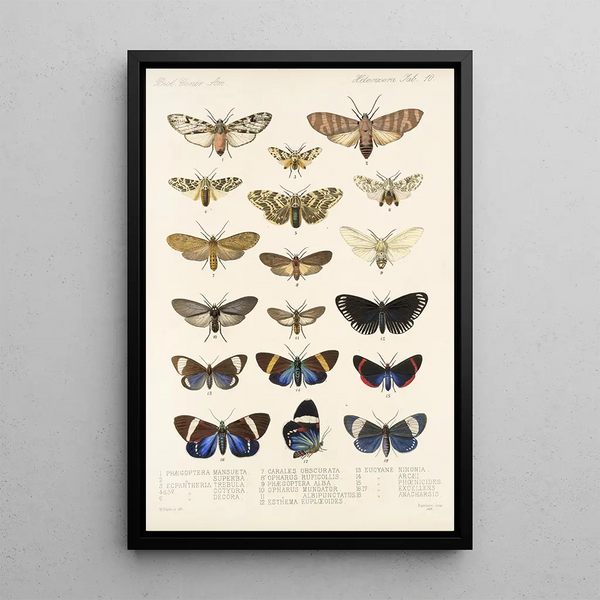 Insecta Lepidoptera Heterocera Pl 010 - Frederick DuCane Godman — framed artwork on a wall