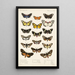 Insecta Lepidoptera Heterocera Pl 011 - Frederick DuCane Godman — framed artwork on a wall