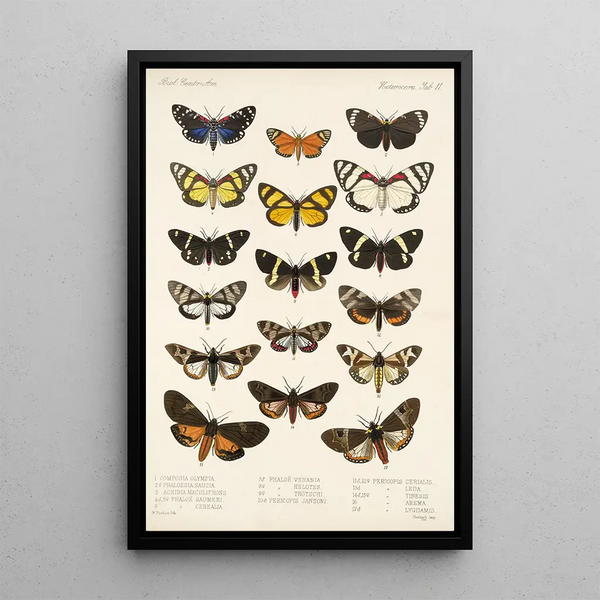 Insecta Lepidoptera Heterocera Pl 011 - Frederick DuCane Godman — framed artwork on a wall