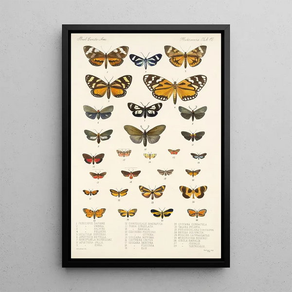 Insecta Lepidoptera Heterocera Pl 012 - Frederick DuCane Godman — framed artwork on a wall