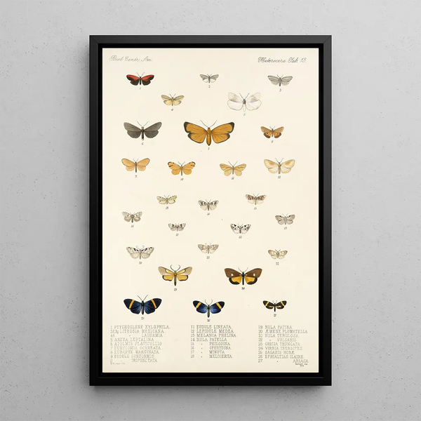 Insecta Lepidoptera Heterocera Pl 013 - Frederick DuCane Godman — framed artwork on a wall