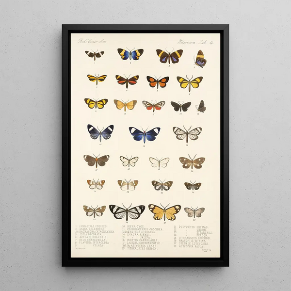 Insecta Lepidoptera Heterocera Pl 014 - Frederick DuCane Godman — framed artwork on a wall