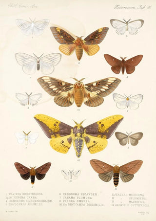 Frederick DuCane Godman - Insecta LepidopteraHeterocera Pl 015.webp