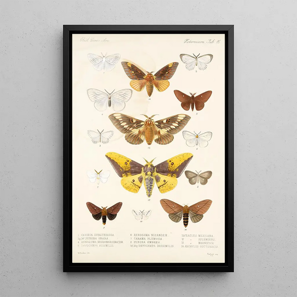 Insecta Lepidoptera Heterocera Pl 015 - Frederick DuCane Godman — framed artwork on a wall