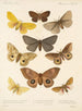 Insecta Lepidoptera Heterocera Pl 016 - Frederick DuCane Godman — artwork view