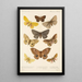 Insecta Lepidoptera Heterocera Pl 016 - Frederick DuCane Godman — framed artwork on a wall