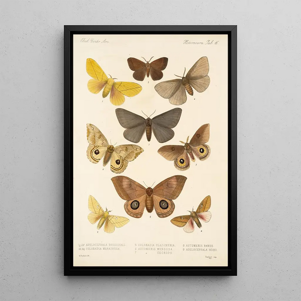 Insecta Lepidoptera Heterocera Pl 016 - Frederick DuCane Godman — framed artwork on a wall