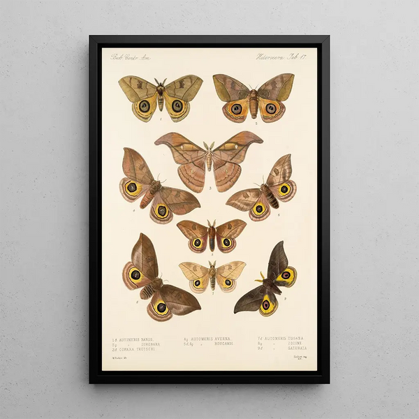 Insecta Lepidoptera Heterocera Pl 017 - Frederick DuCane Godman — framed artwork on a wall