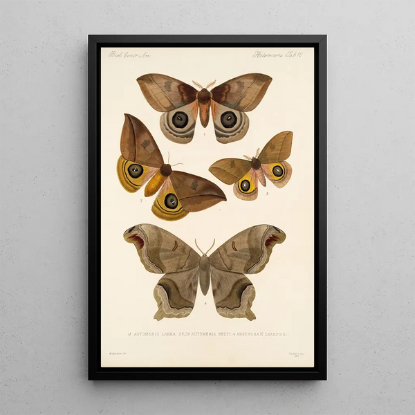 Insecta Lepidoptera Heterocera Pl 018 - Frederick DuCane Godman — framed artwork on a wall