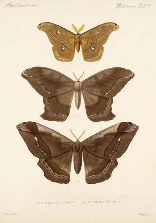 Frederick DuCane Godman - Insecta LepidopteraHeterocera Pl 019.webp