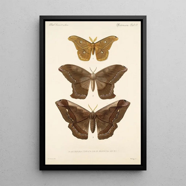 Insecta Lepidoptera Heterocera Pl 019 - Frederick DuCane Godman — framed artwork on a wall
