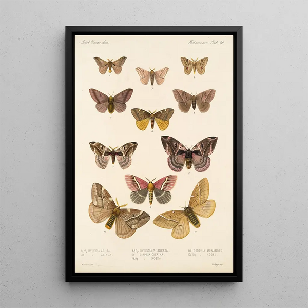 Insecta Lepidoptera Heterocera Pl 020 - Frederick DuCane Godman — framed artwork on a wall