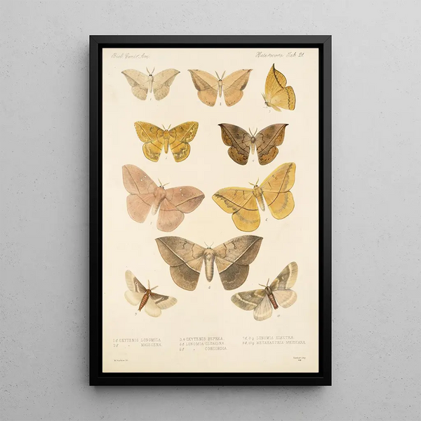 Insecta Lepidoptera Heterocera Pl 021 - Frederick DuCane Godman — framed artwork on a wall