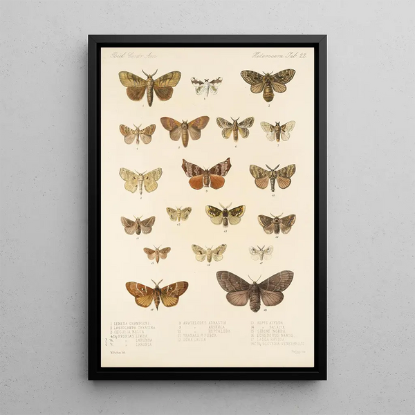 Insecta Lepidoptera Heterocera Pl 022 - Frederick DuCane Godman — framed artwork on a wall