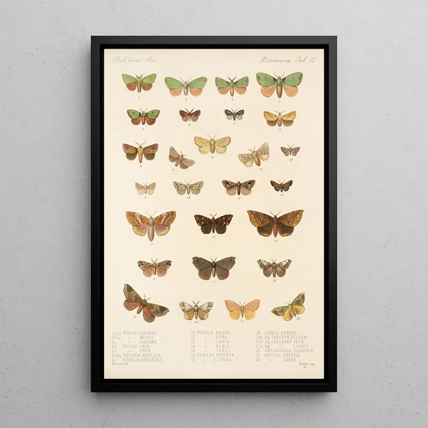 Insecta Lepidoptera Heterocera Pl 023 - Frederick DuCane Godman — framed artwork on a wall