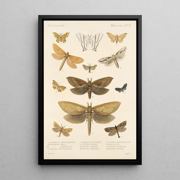 Insecta Lepidoptera Heterocera Pl 024 - Frederick DuCane Godman — framed artwork on a wall