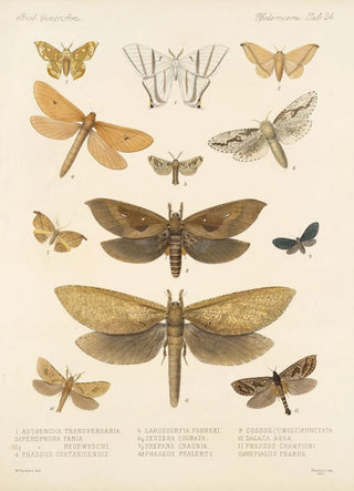 Frederick DuCane Godman - Insecta LepidopteraHeterocera Pl 024.webp