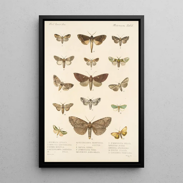 Insecta Lepidoptera Heterocera Pl 025 - Frederick DuCane Godman — framed artwork on a wall