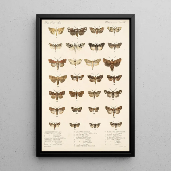 Insecta Lepidoptera Heterocera Pl 026 - Frederick DuCane Godman — framed artwork on a wall