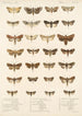 Insecta Lepidoptera Heterocera Pl 026 - Frederick DuCane Godman — artwork view