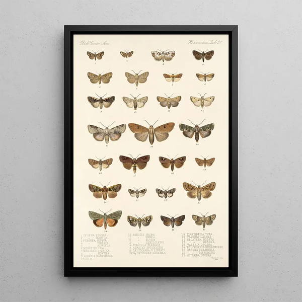 Insecta Lepidoptera Heterocera Pl 027 - Frederick DuCane Godman — framed artwork on a wall