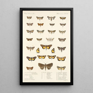 Frederick DuCane Godman - Insecta LepidopteraHeterocera Pl 030.webp