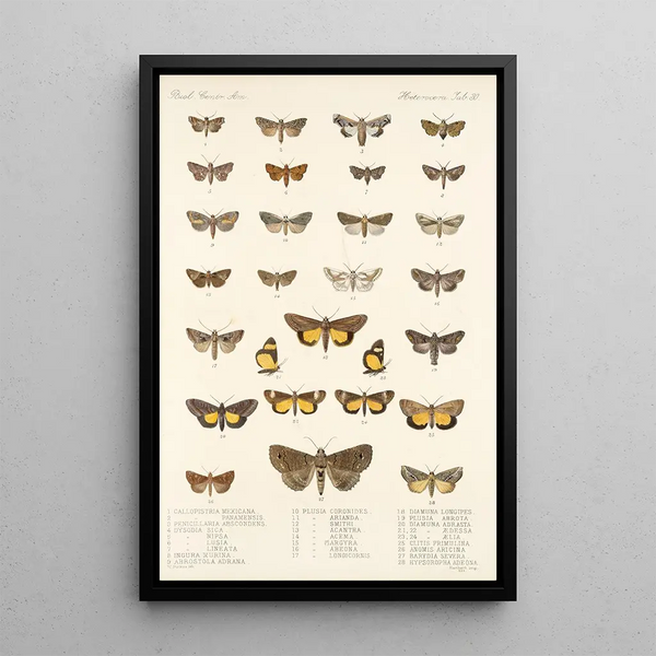 Insecta Lepidoptera Heterocera Pl 030 - Frederick DuCane Godman — framed artwork on a wall