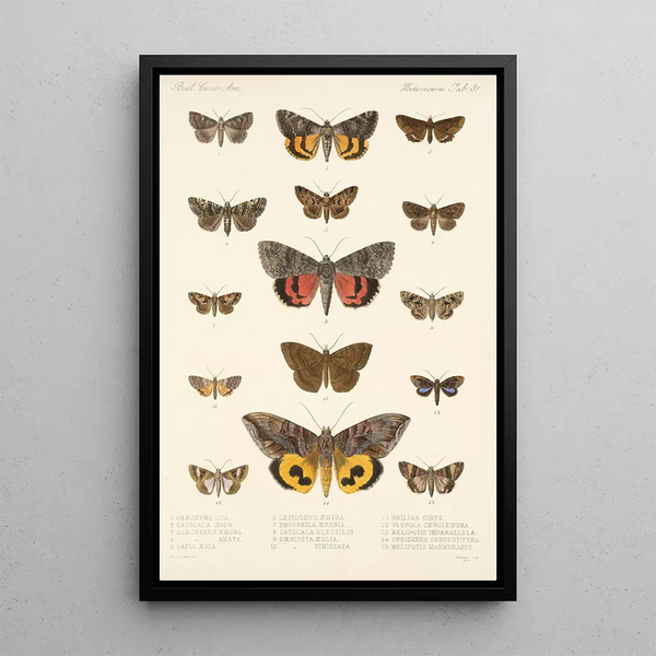 Insecta Lepidoptera Heterocera Pl 031 - Frederick DuCane Godman — framed artwork on a wall